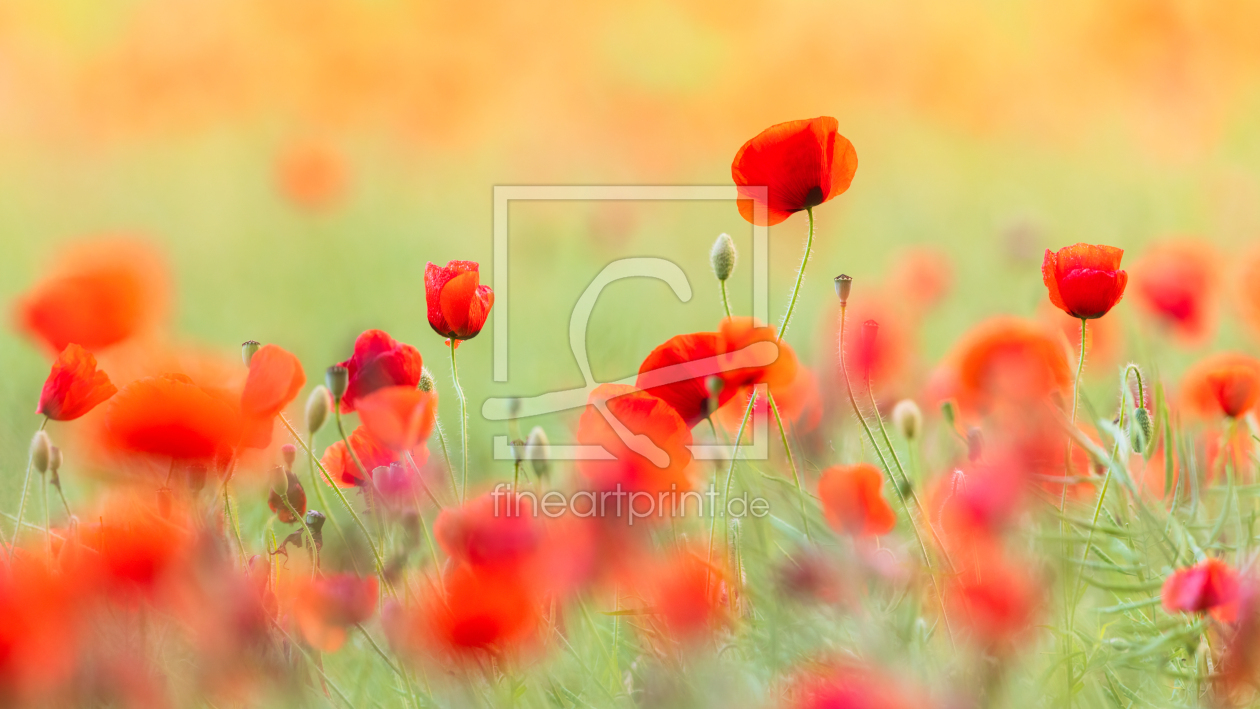 Bild-Nr.: 12931422 Mohnblumen im Sommerlicht III erstellt von Daniela Beyer