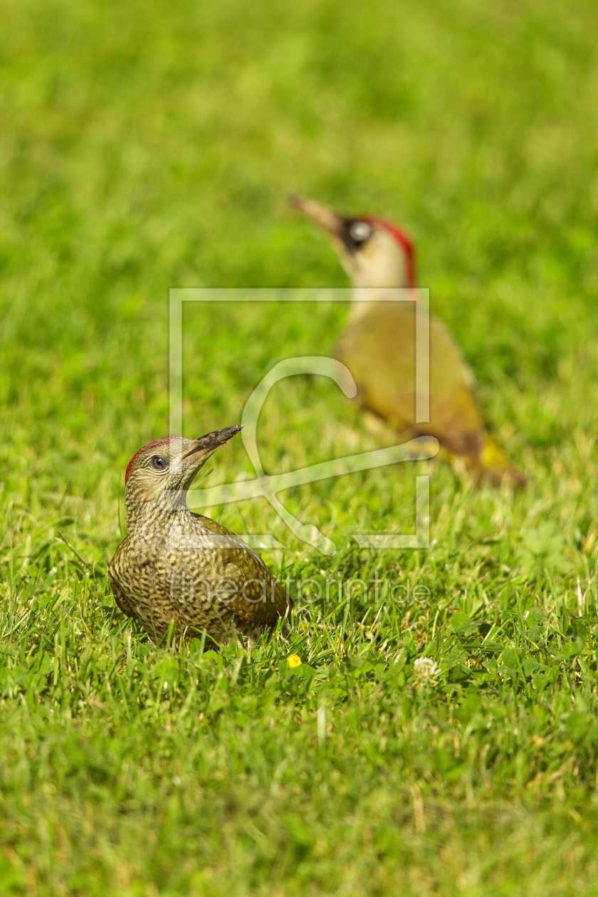 Bild-Nr.: 12931434 Grünspecht erstellt von DirkR