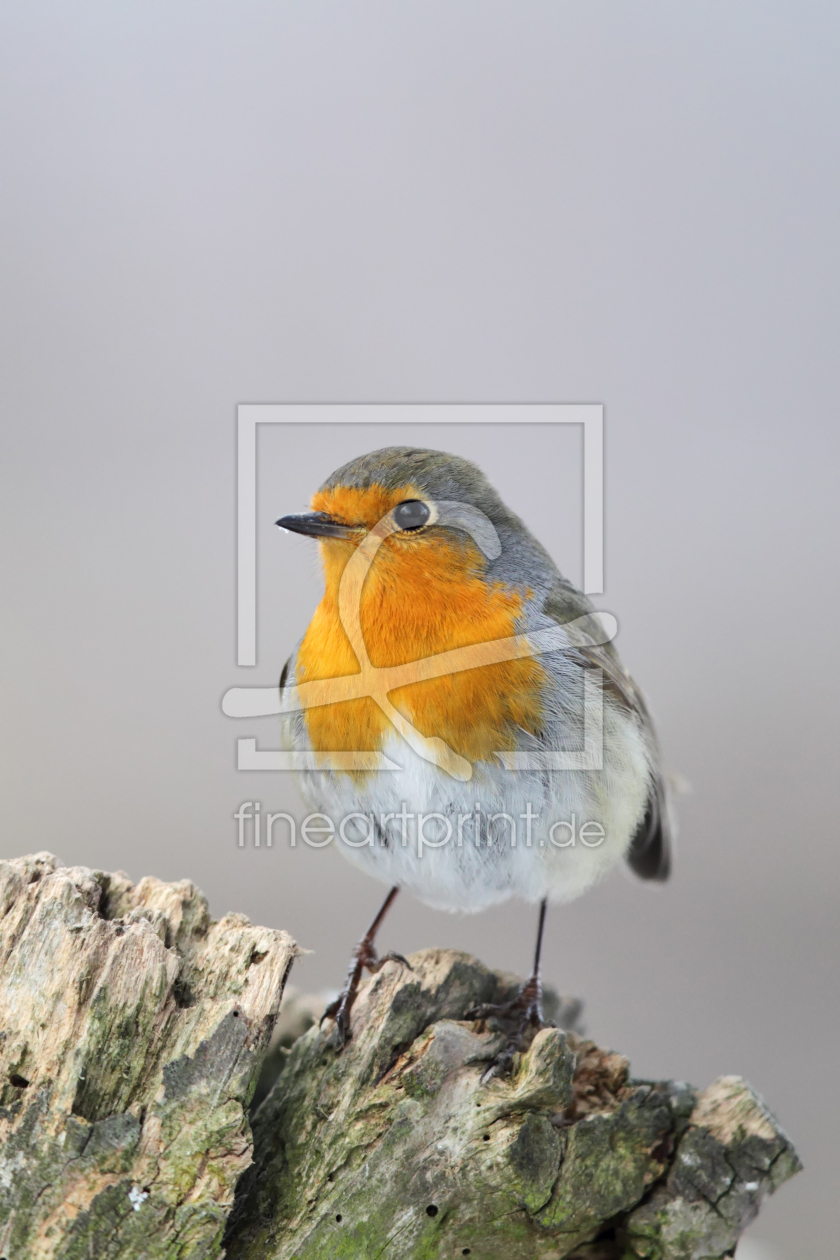 Bild-Nr.: 12931827 Rotkehlchen erstellt von DirkR