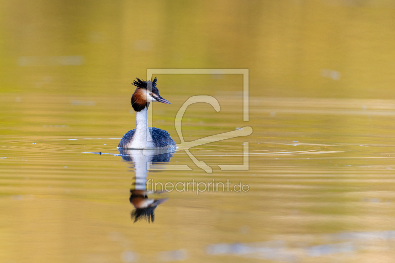 Bild-Nr.: 12932279 Haubentaucher erstellt von DirkR