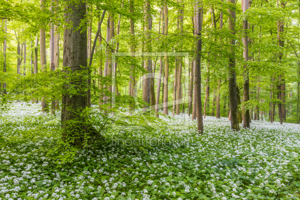 Bild-Nr.: 12933442 Frühlingswald mit Bärlauchteppich erstellt von Daniela Beyer