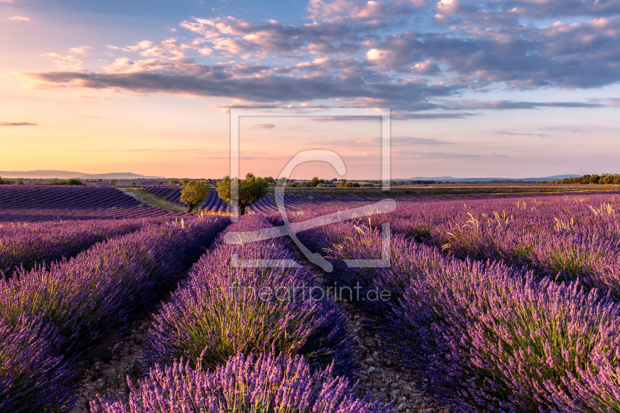 Bild-Nr.: 12933481 Lavendelblüte Provence erstellt von Achim Thomae