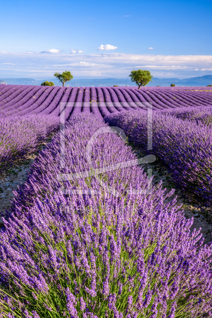 Bild-Nr.: 12933483 Lavendelblüte Provence erstellt von Achim Thomae