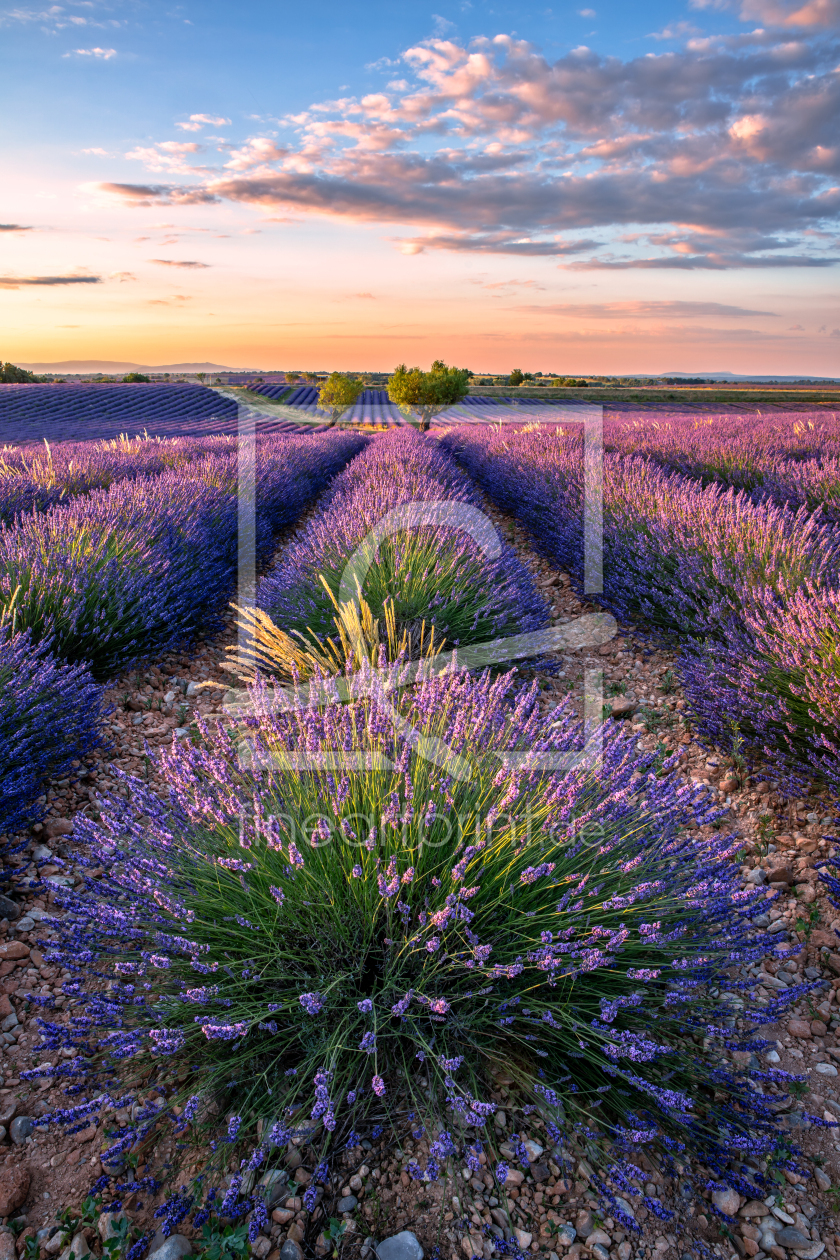 Bild-Nr.: 12933484 Lavendelblüte Provence erstellt von Achim Thomae