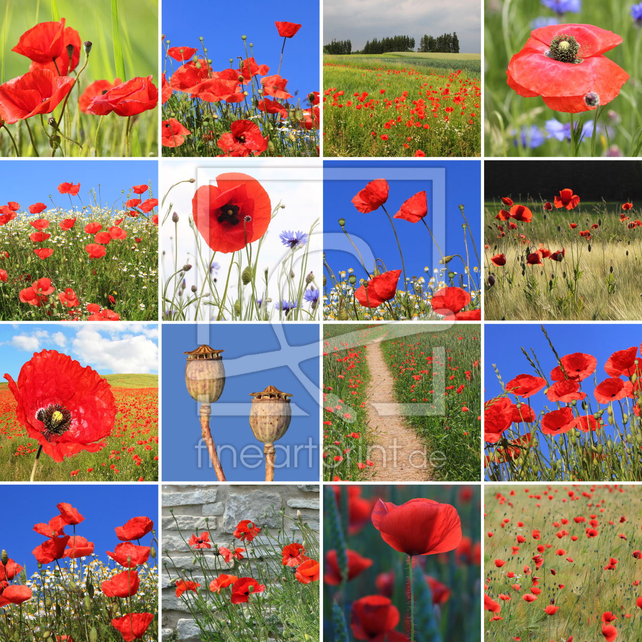 Bild-Nr.: 12934388 Mohnblumen Collage erstellt von SusaZoom