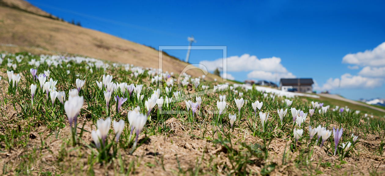 Bild-Nr.: 12934549 Krokuswiese am Fellhorn erstellt von SusaZoom