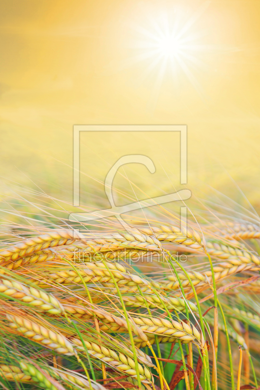 Bild-Nr.: 12934749 Goldenes Feld erstellt von SusaZoom