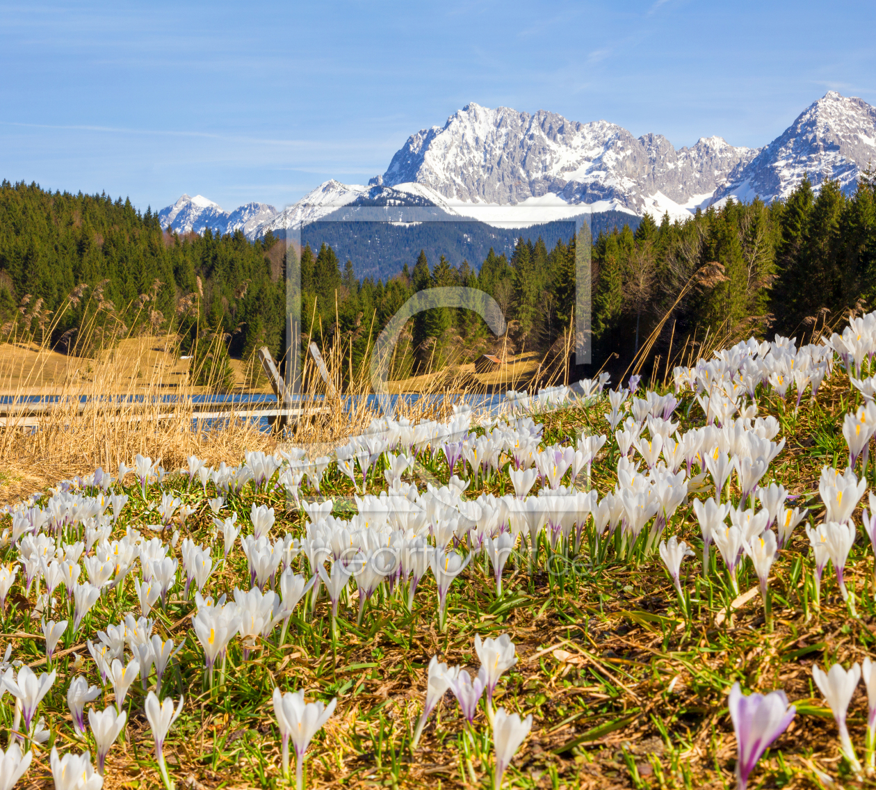 Bild-Nr.: 12934894 Krokuswiese und Karwendel erstellt von SusaZoom