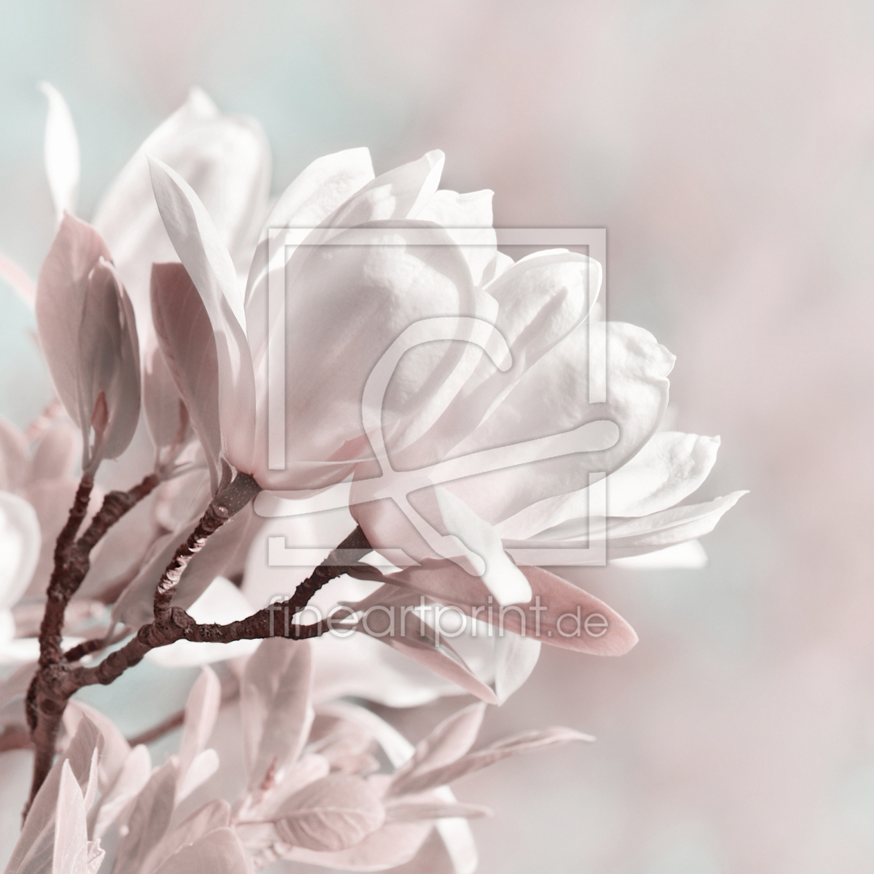 Bild-Nr.: 12934998 Magnolie erstellt von Atteloi