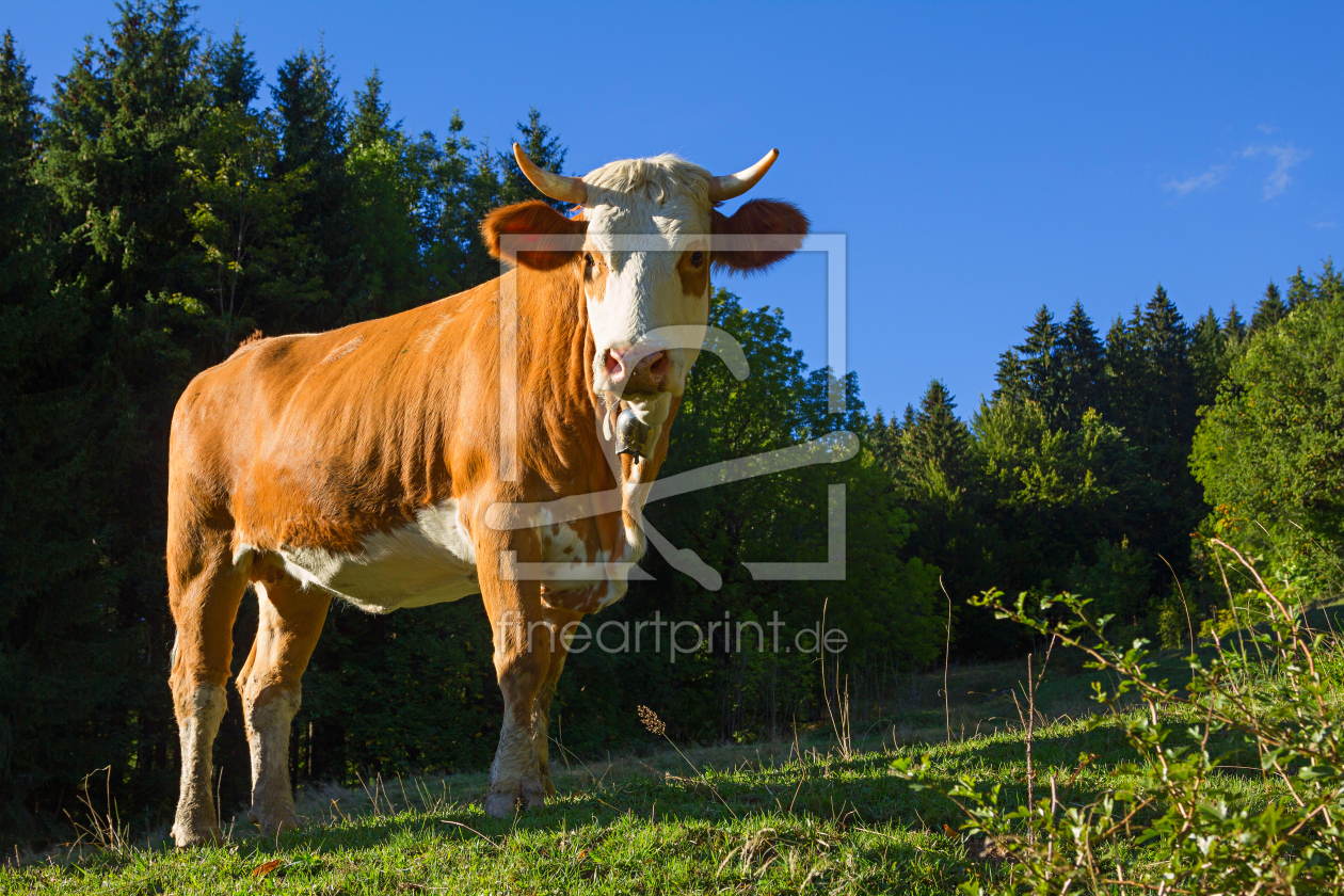 Bild-Nr.: 12935261 Kuh auf der Bergwiese in Bayern erstellt von SusaZoom