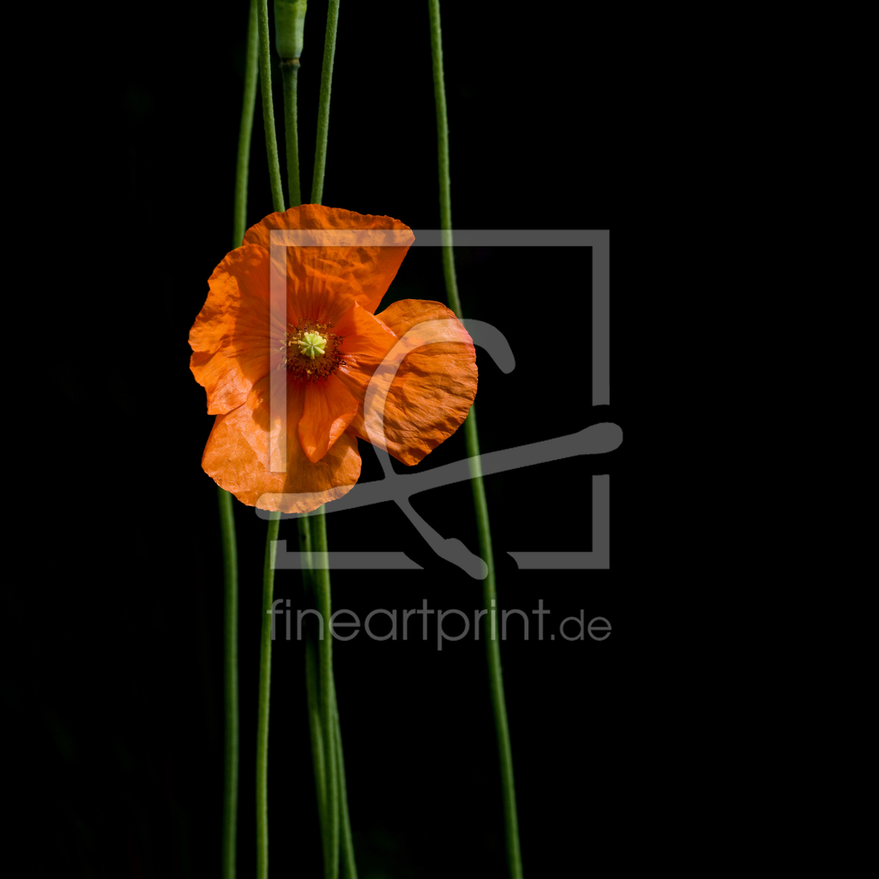 Bild-Nr.: 12935262 Mohnblüte erstellt von danielschoenen