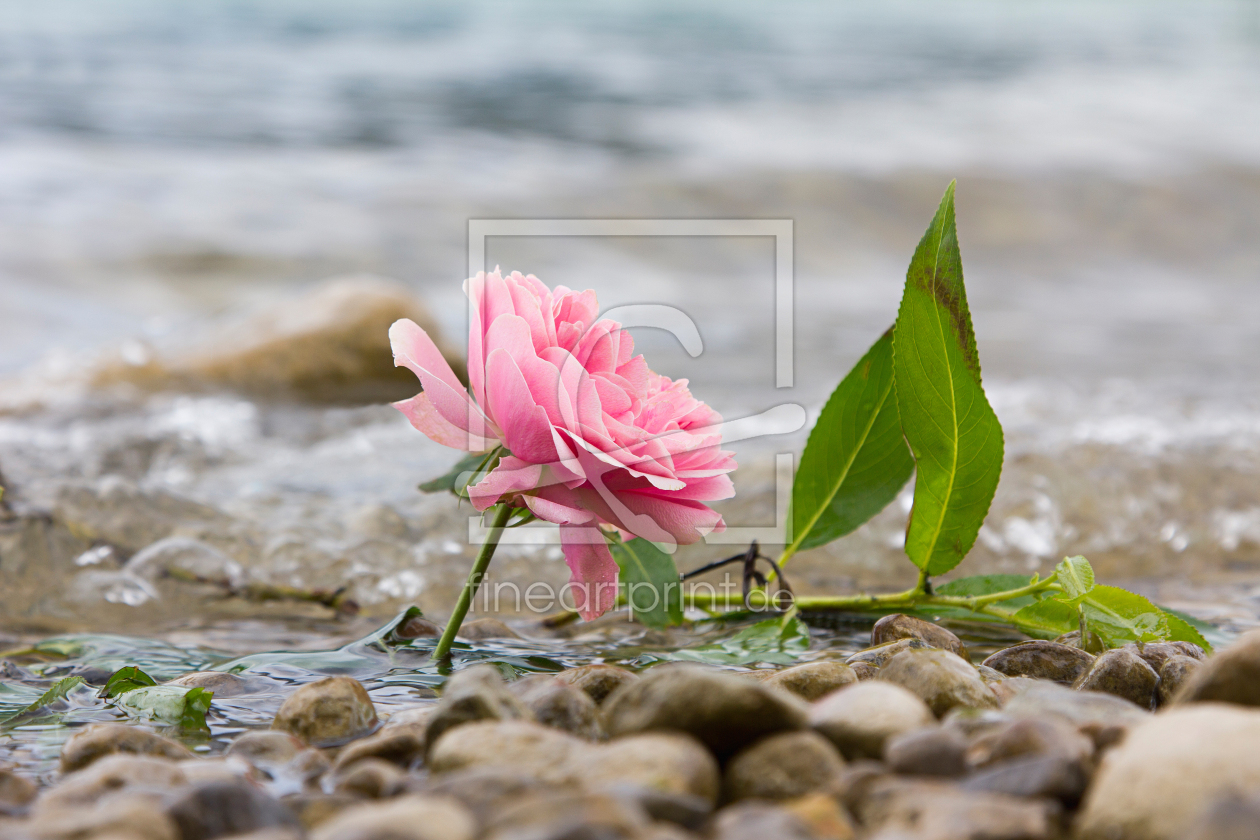 Bild-Nr.: 12935276 Rose am Seeufer erstellt von SusaZoom