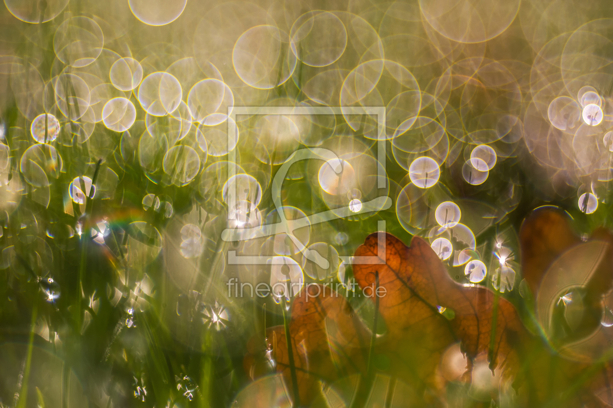 Bild-Nr.: 12935620 Wiesenfunkeln erstellt von Daniela Beyer