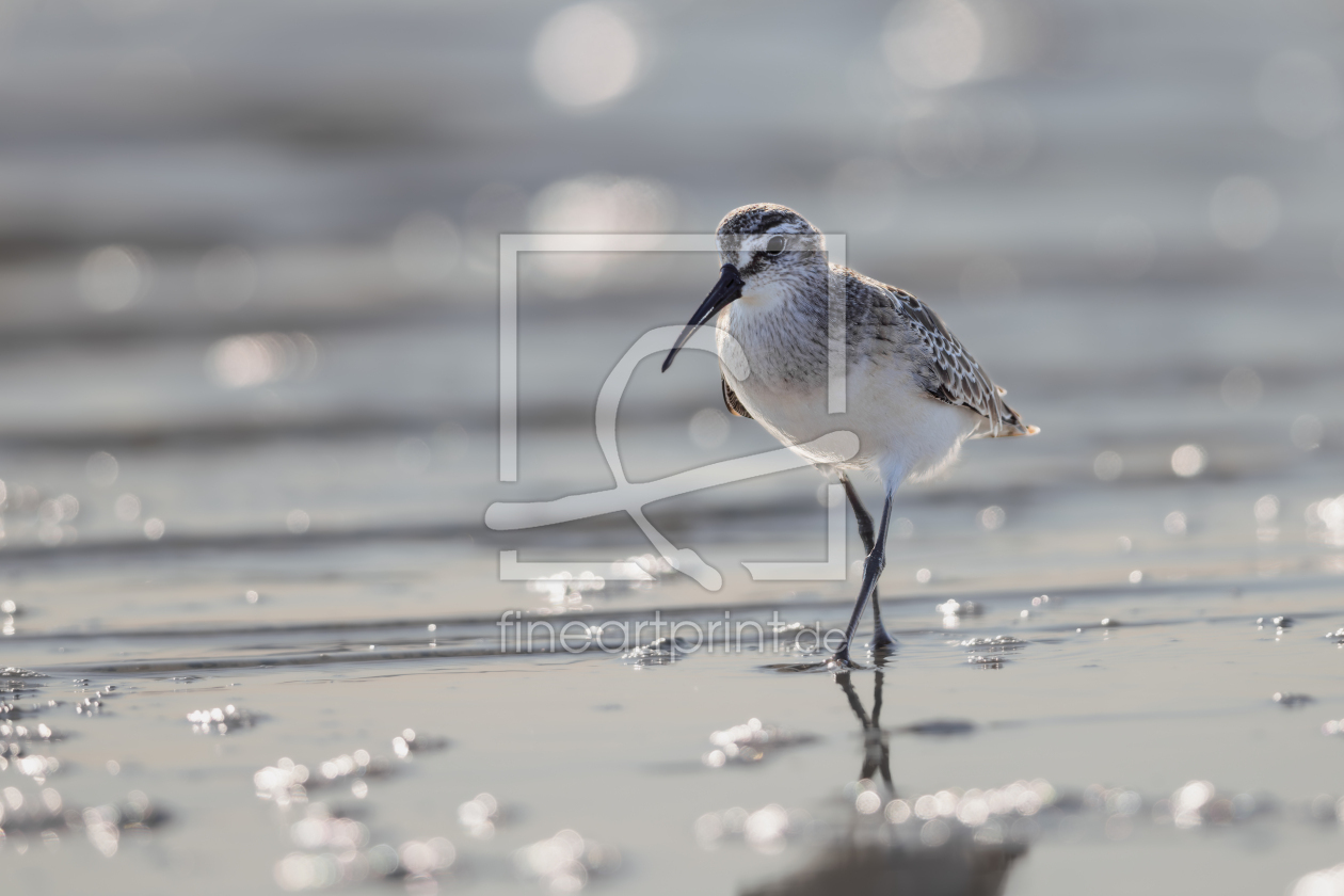 Bild-Nr.: 12935683 Sichelstrandläufer erstellt von DirkR