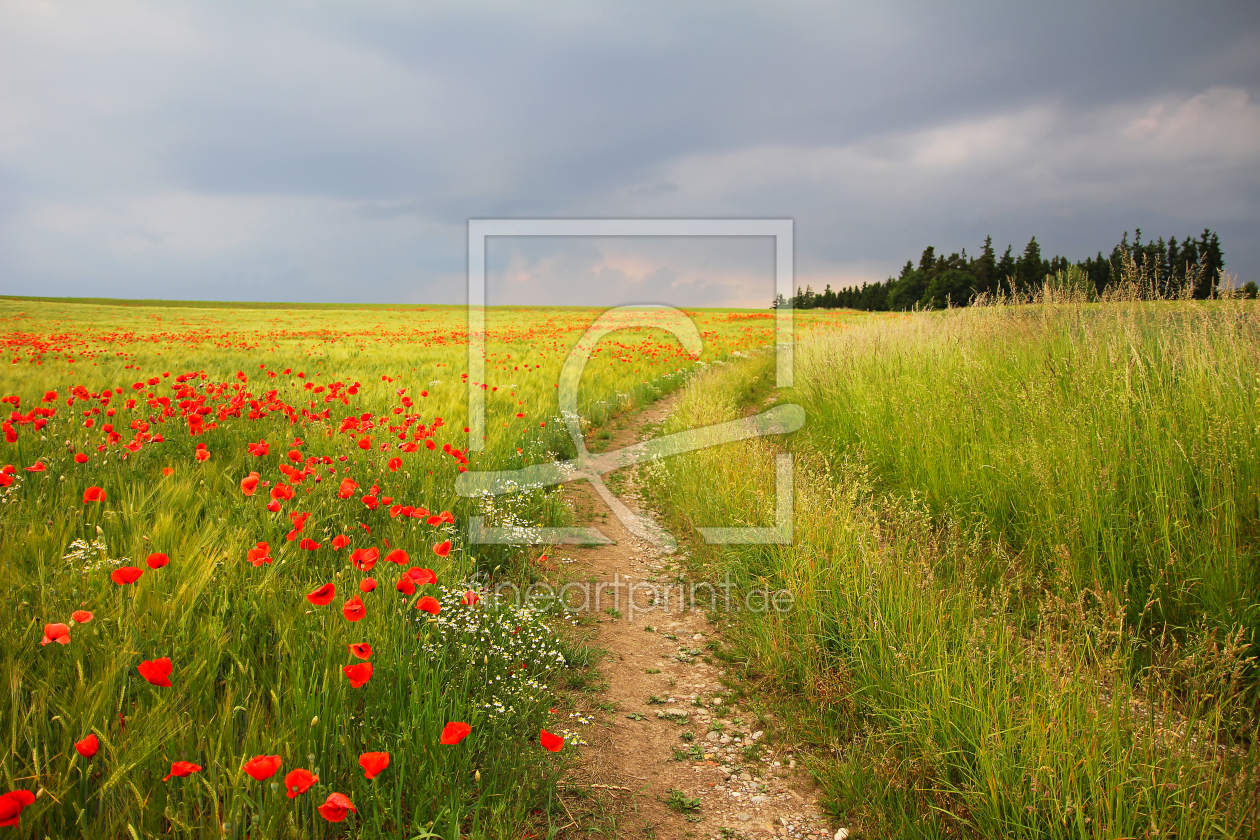 Bild-Nr.: 12935823 Mohnblumen am Feldweg erstellt von SusaZoom