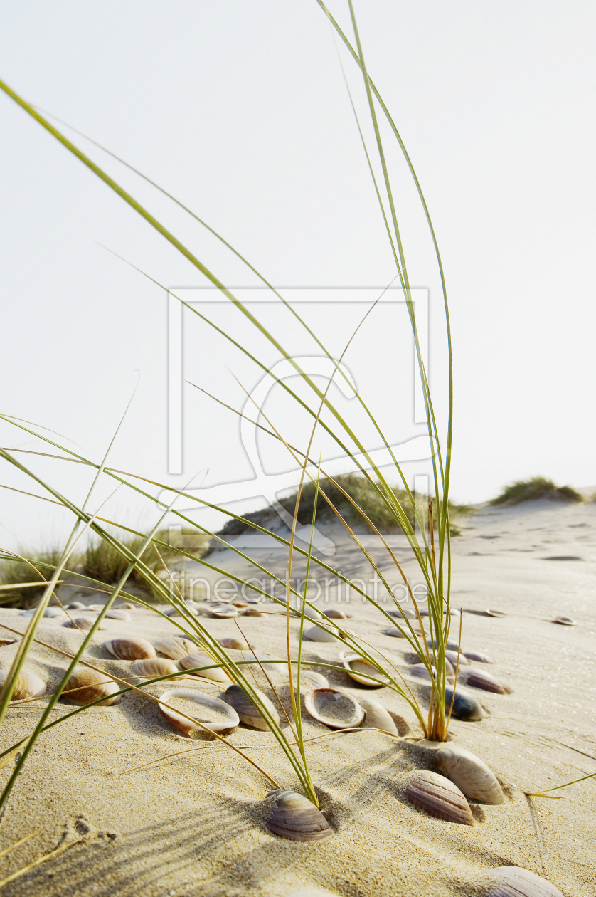 Bild-Nr.: 12936195 Muscheln 3 erstellt von danielschoenen
