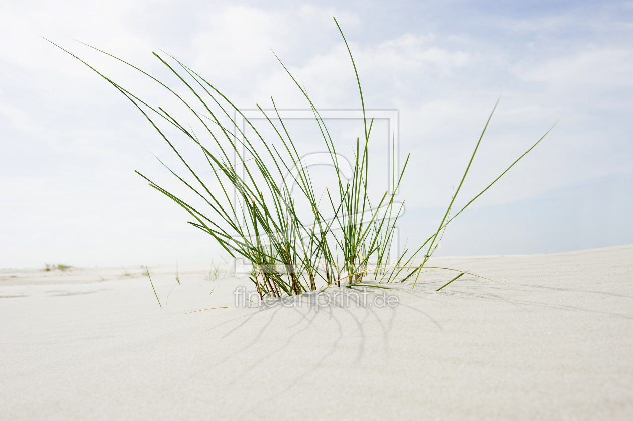 Bild-Nr.: 12936196 Gräser 1 erstellt von danielschoenen