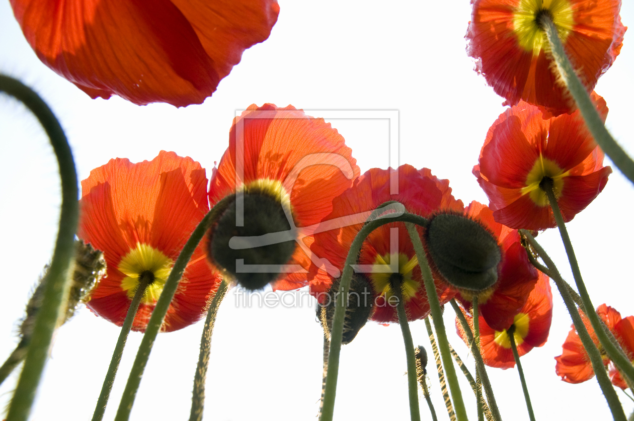 Bild-Nr.: 12936322 Mohn 1 erstellt von danielschoenen