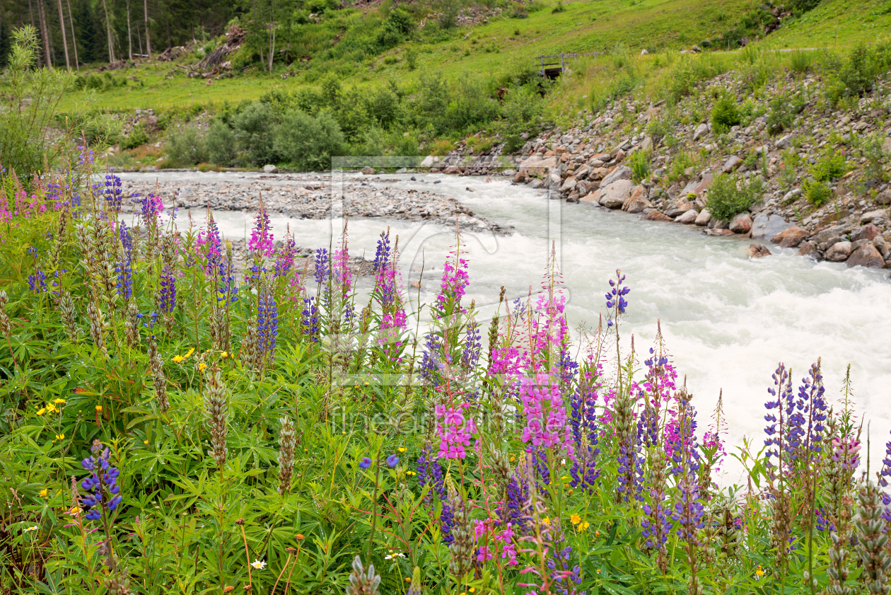 Bild-Nr.: 12937130 Lupinen und Weidenröschen am Fluss erstellt von SusaZoom