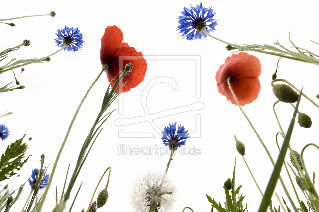 Bild-Nr.: 12937147 Kornblumen 2 erstellt von danielschoenen