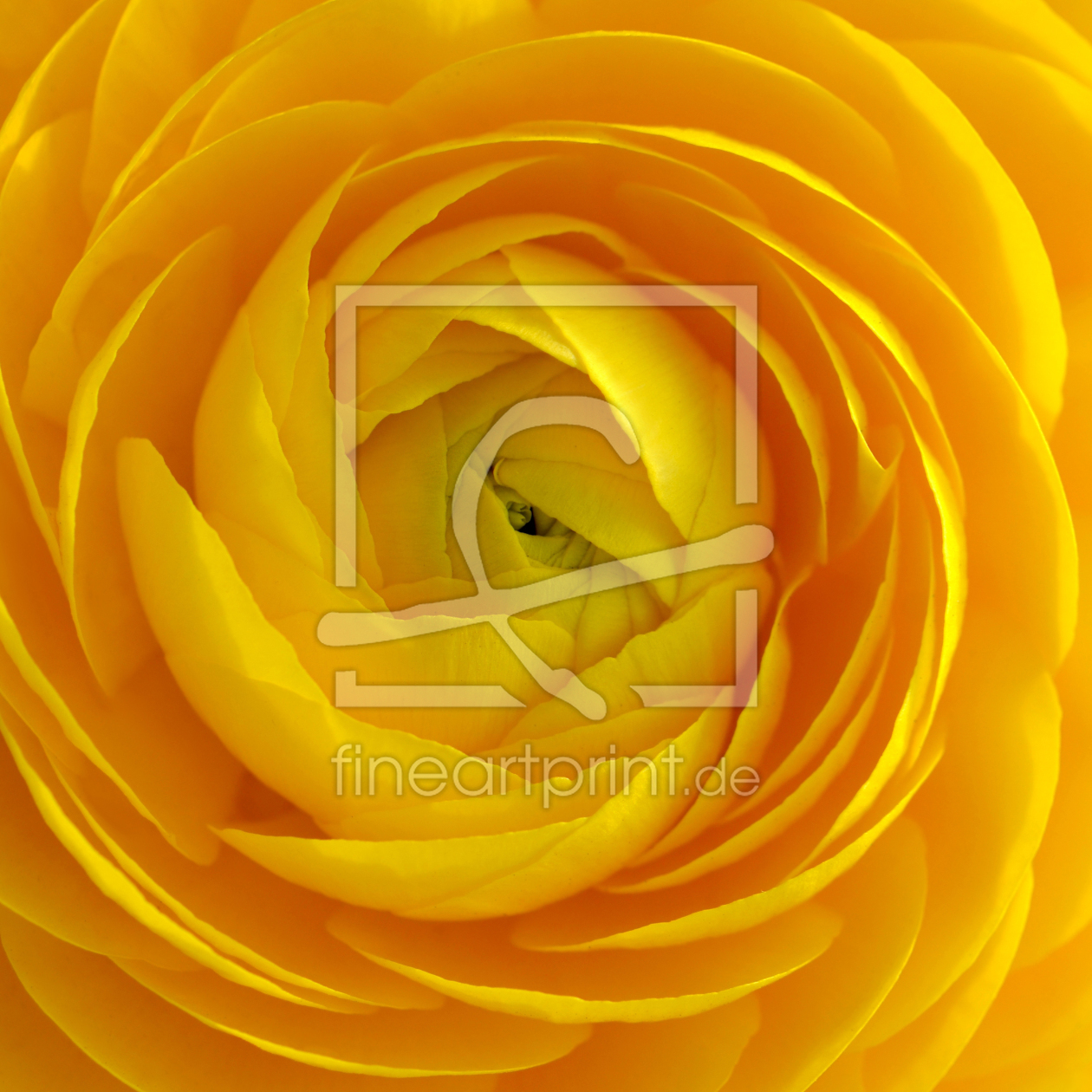 Bild-Nr.: 12937247 Ranunkel erstellt von Atteloi