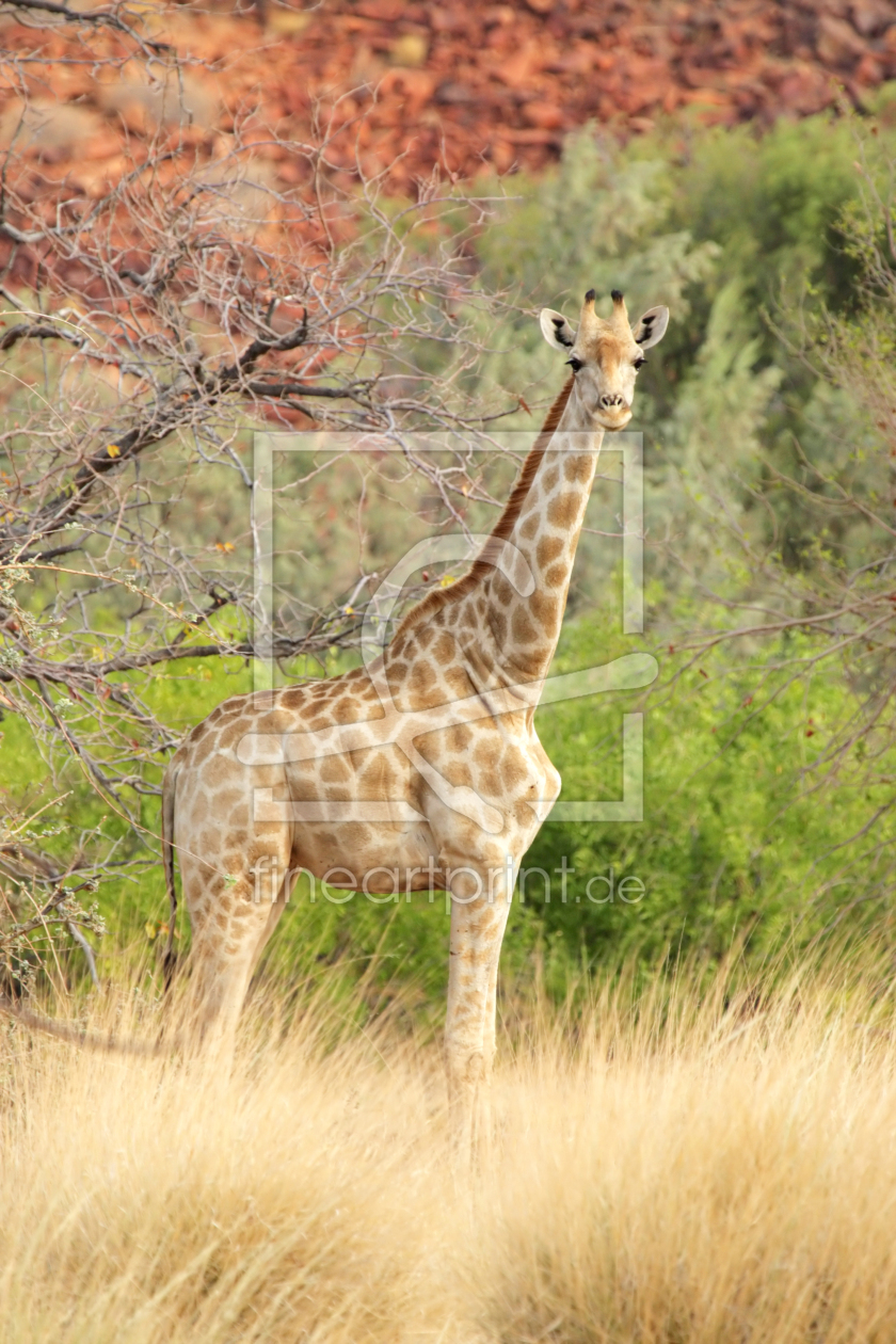 Bild-Nr.: 12937290 Giraffe in Namibia erstellt von DirkR