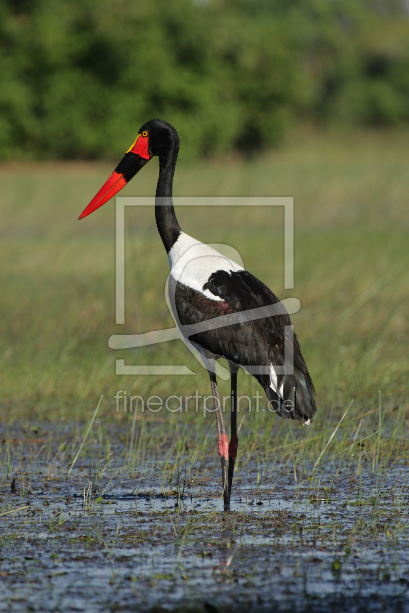 Bild-Nr.: 12937430 Sattelstorch erstellt von DirkR