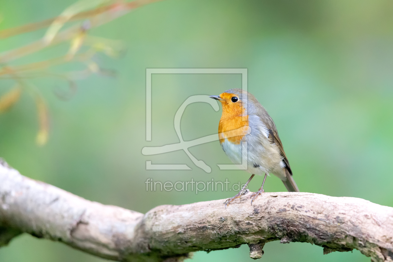 Bild-Nr.: 12937632 Rotkehlchen erstellt von DirkR