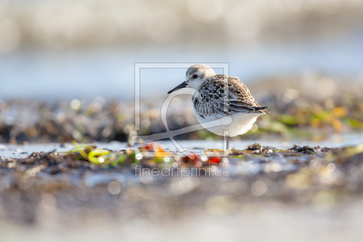 Bild-Nr.: 12938024 In Balance - Yogastunde am Strand erstellt von Daniela Beyer