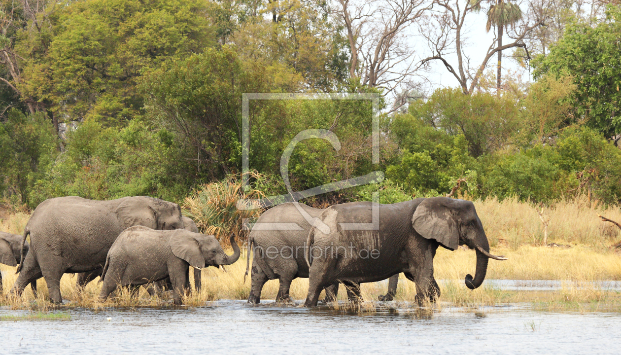 Bild-Nr.: 12938128 Elefanten im Okavango Delta erstellt von DirkR