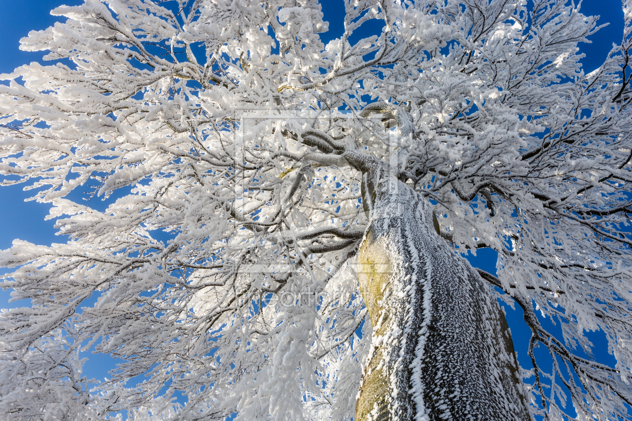 Bild-Nr.: 12938157 vereiste Baumkrone erstellt von Daniela Beyer