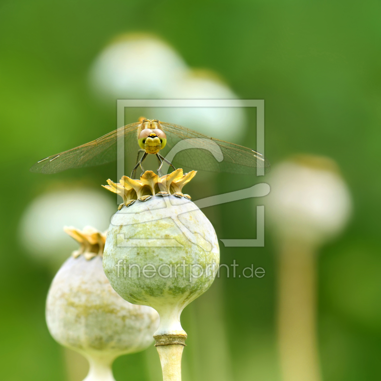 Bild-Nr.: 12938234 Libelle erstellt von Atteloi