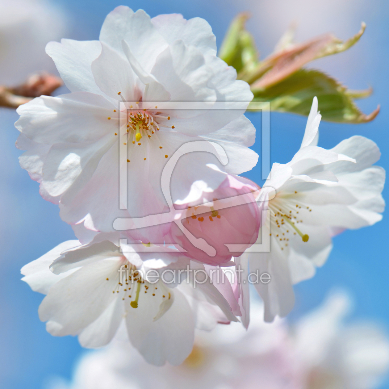 Bild-Nr.: 12938242 Kirschblüte erstellt von Atteloi