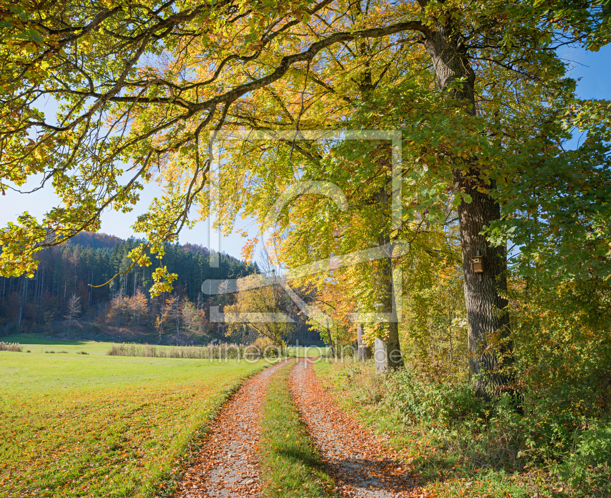 Bild-Nr.: 12938356 Herbstwanderweg am Waldrand erstellt von SusaZoom