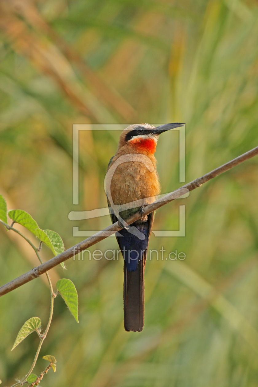 Bild-Nr.: 12938442 Weißstirnbienenfresser erstellt von DirkR