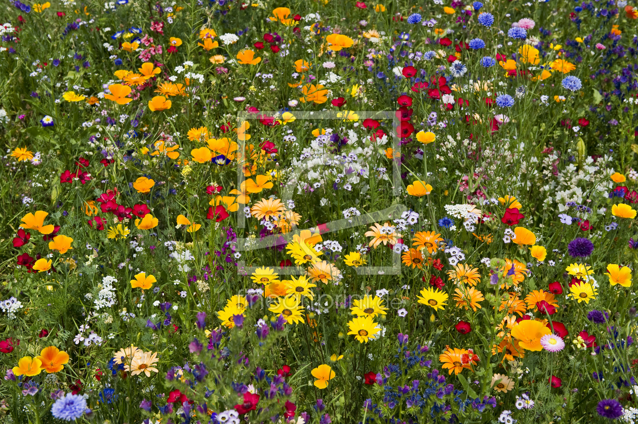 Bild-Nr.: 12938499 Wiese 1 erstellt von danielschoenen
