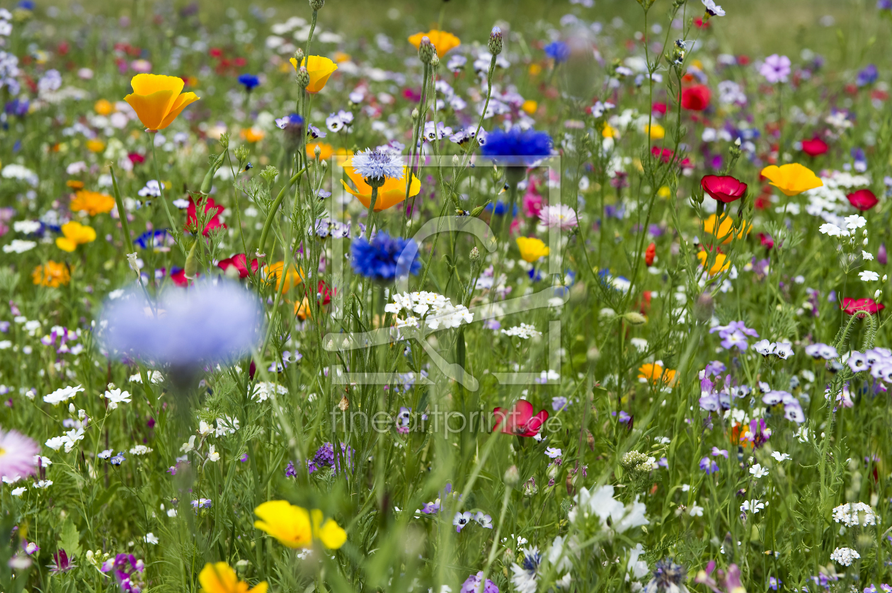 Bild-Nr.: 12938501 Wiese 3 erstellt von danielschoenen