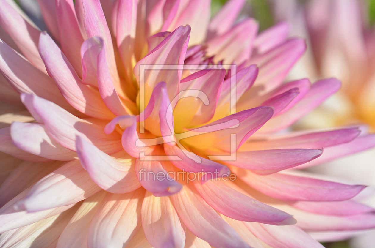 Bild-Nr.: 12938966 Dahlie erstellt von Atteloi