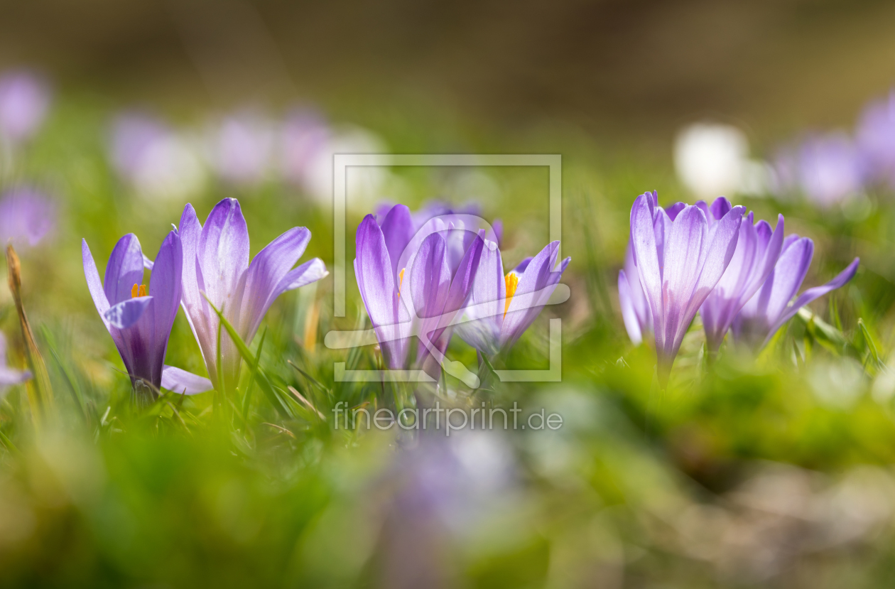 Bild-Nr.: 12939362 Alpenkrokus im Gegenlicht erstellt von SusaZoom