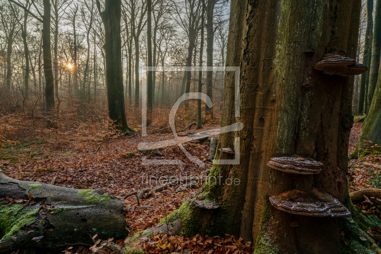Bild-Nr.: 12939551 Zunderschwämme an einer Buche erstellt von volker heide