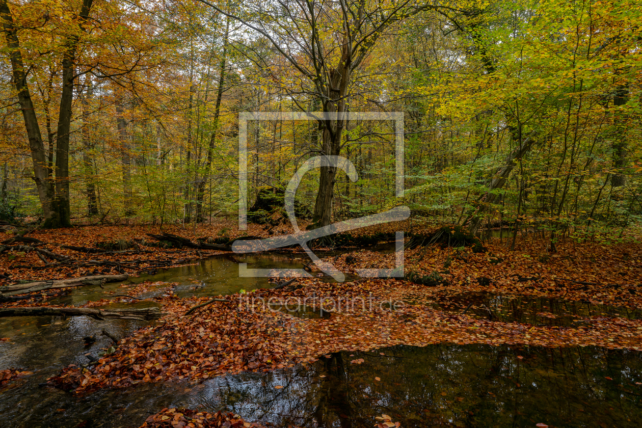 Bild-Nr.: 12939561 Bunter Laubwald am Rotbach erstellt von volker heide