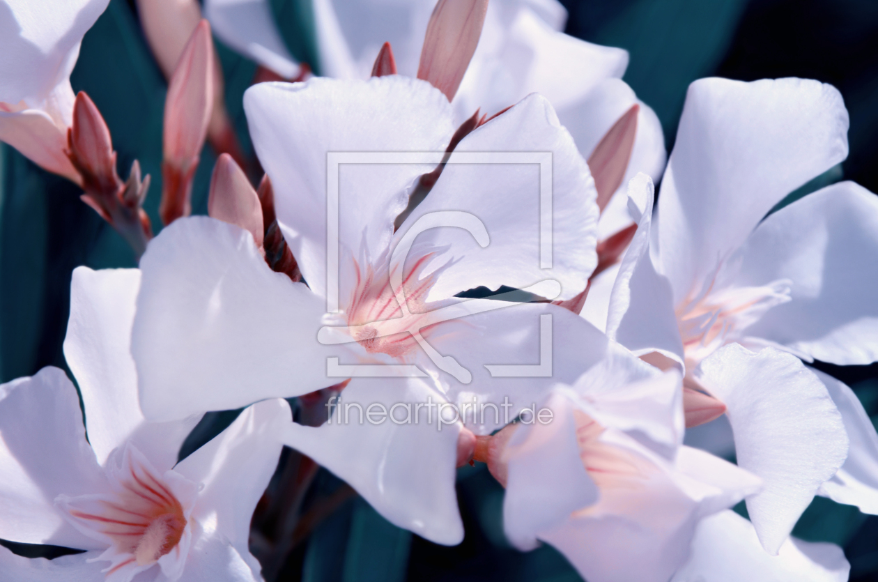 Bild-Nr.: 12939865 Oleander erstellt von Atteloi