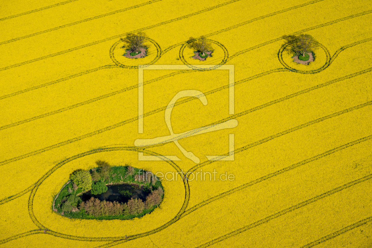 Bild-Nr.: 12939966 Rapsblüte in Ostholstein erstellt von Armin Redöhl