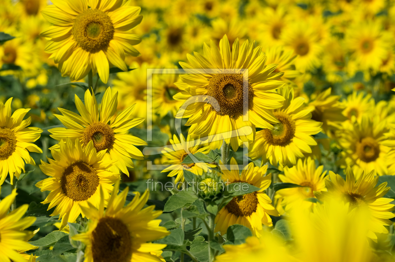 Bild-Nr.: 12940435 Sonne 6 erstellt von danielschoenen