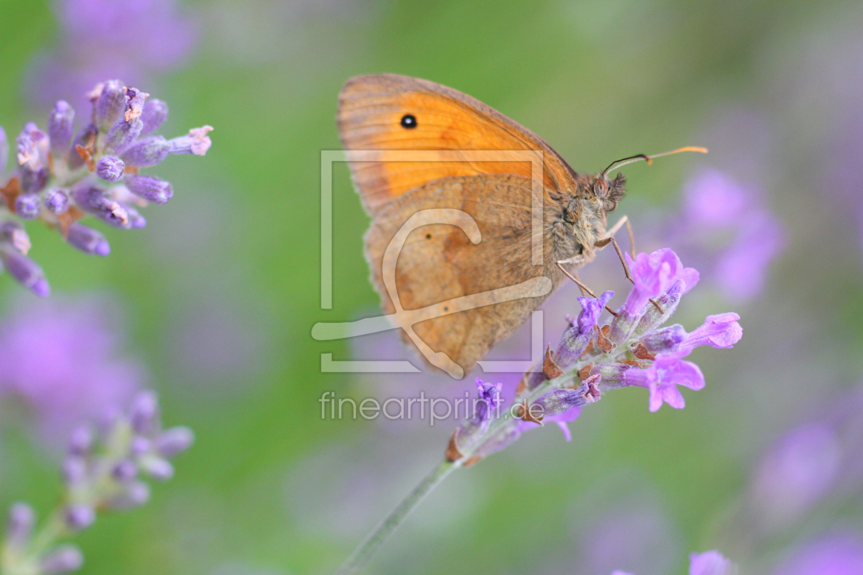 Bild-Nr.: 12940451 Schmetterling erstellt von Gerhard Albicker