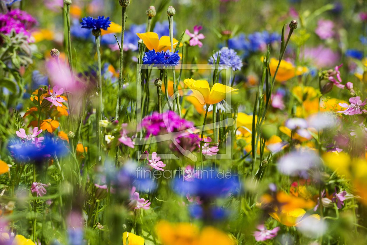 Bild-Nr.: 12940903 Blumen 3 erstellt von danielschoenen