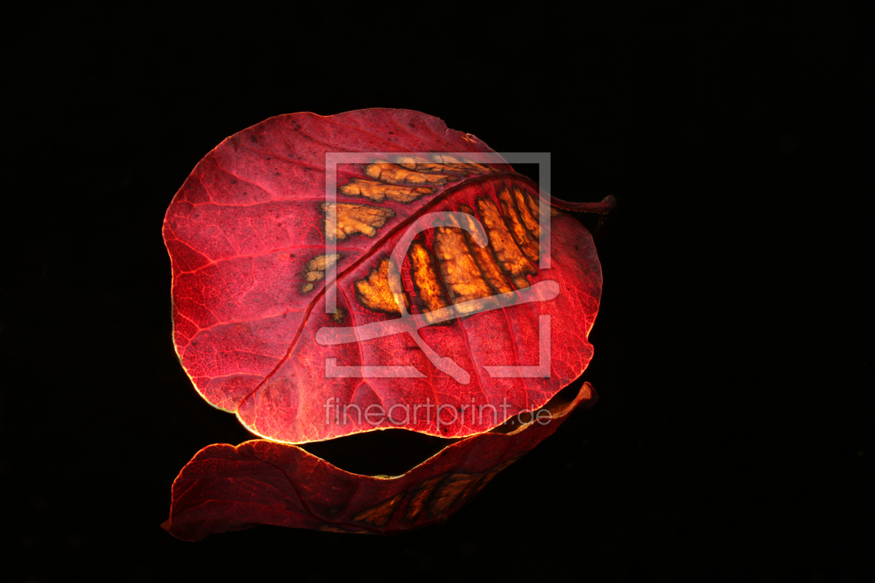 Bild-Nr.: 12941456 Nur ein Blatt erstellt von Gerhard Albicker