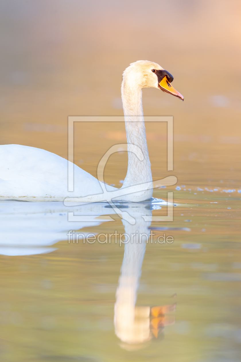 Bild-Nr.: 12941604 Schwan im Frühling erstellt von DirkR