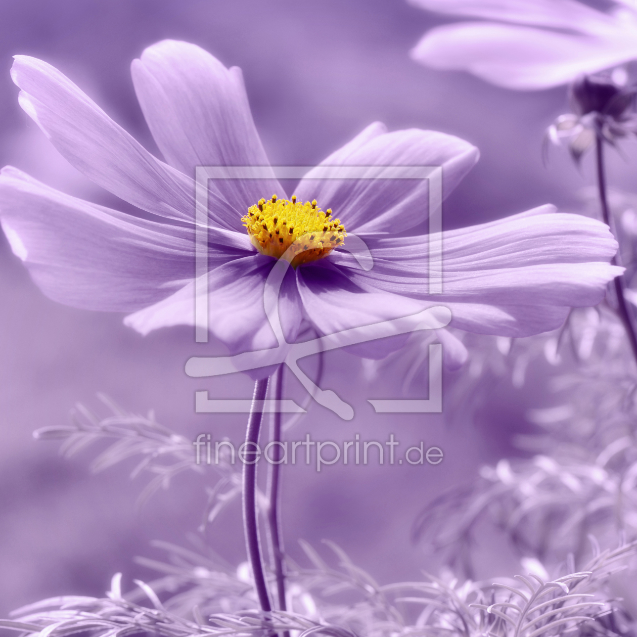 Bild-Nr.: 12941730 Cosmea erstellt von Atteloi