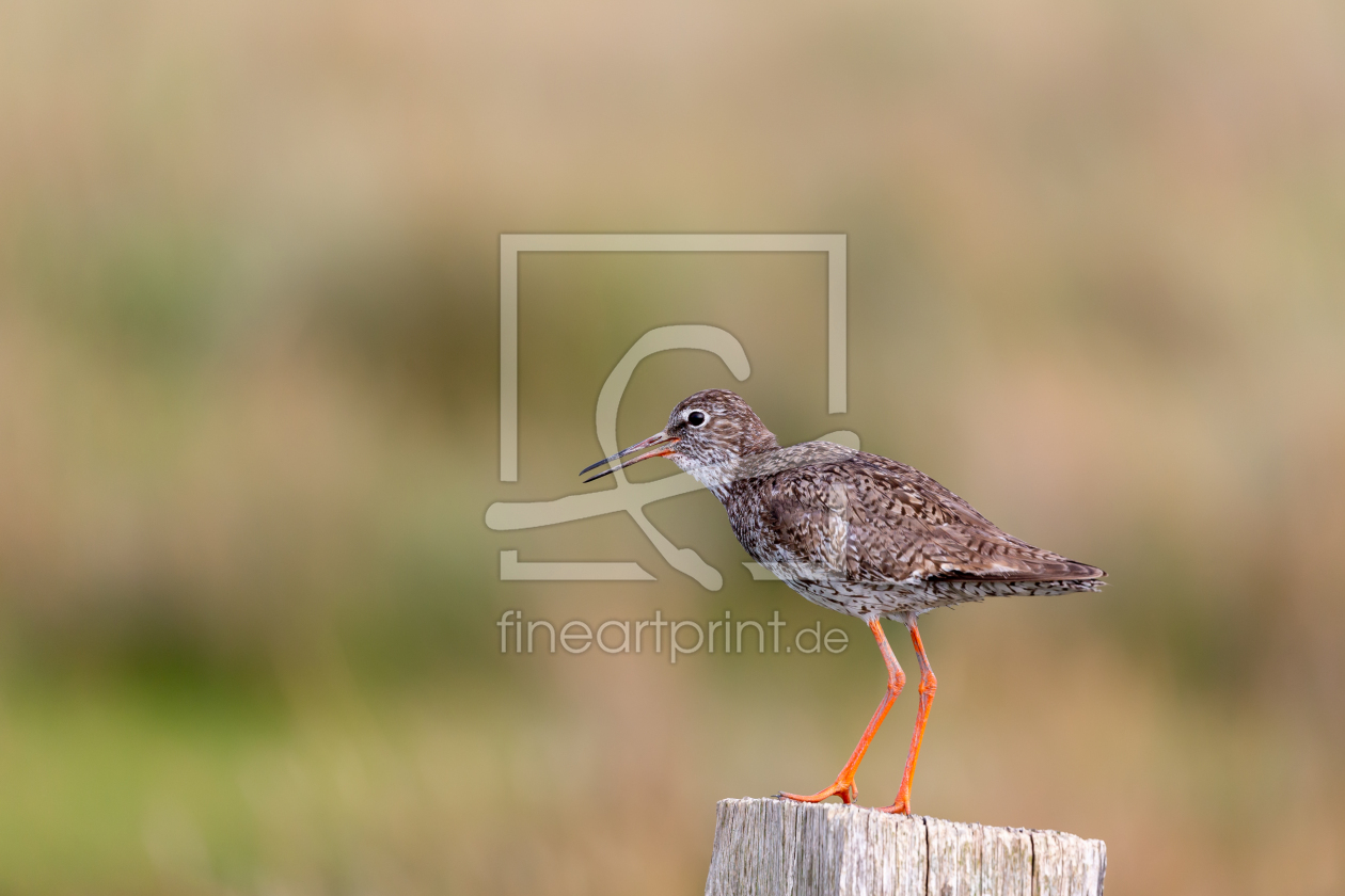 Bild-Nr.: 12942316 Rotschenkel erstellt von DirkR